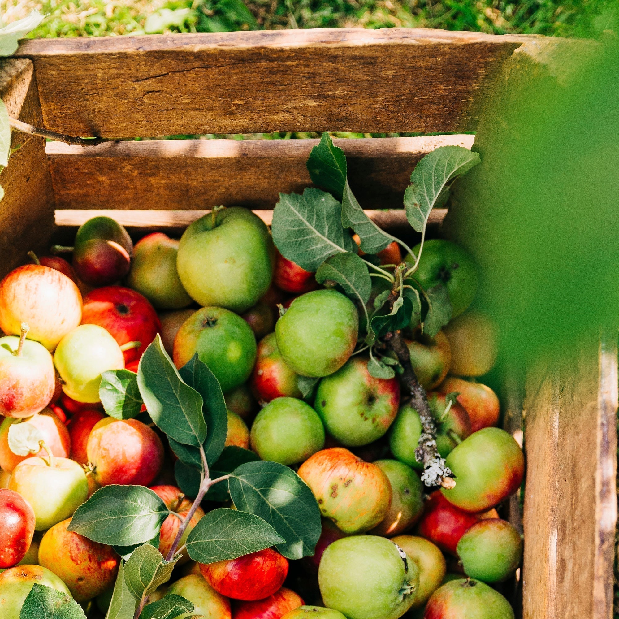5 inspiroivaa puutarhakirjaa – hurmaannu omavaraisuudesta, suunnittele piha uusiksi & opi uutta viljelystä