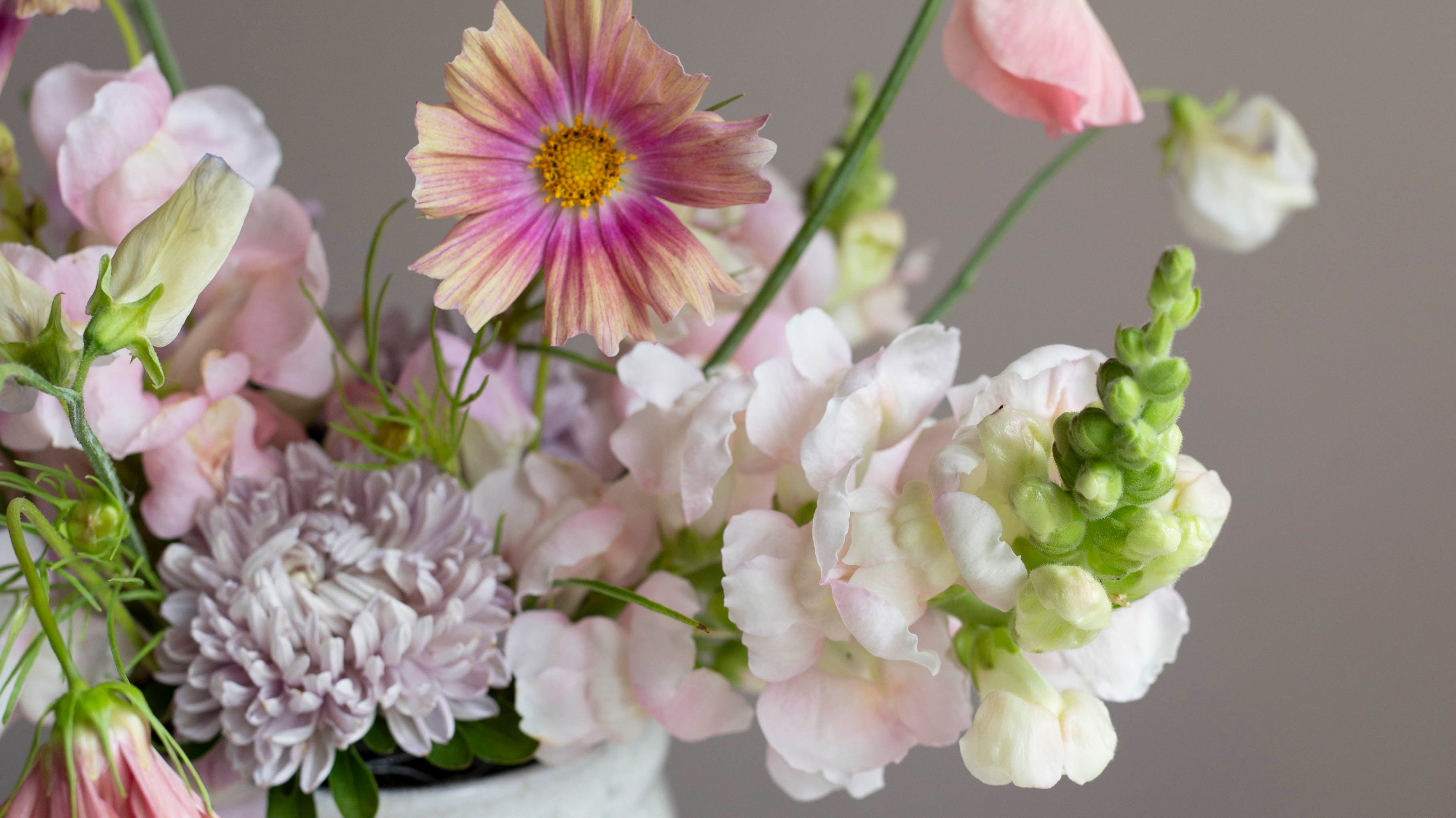 Anna pikkujoululahja, joka ilahduttaa oikeasti – tutustu mitä kauniimpien kukkien siemeniin