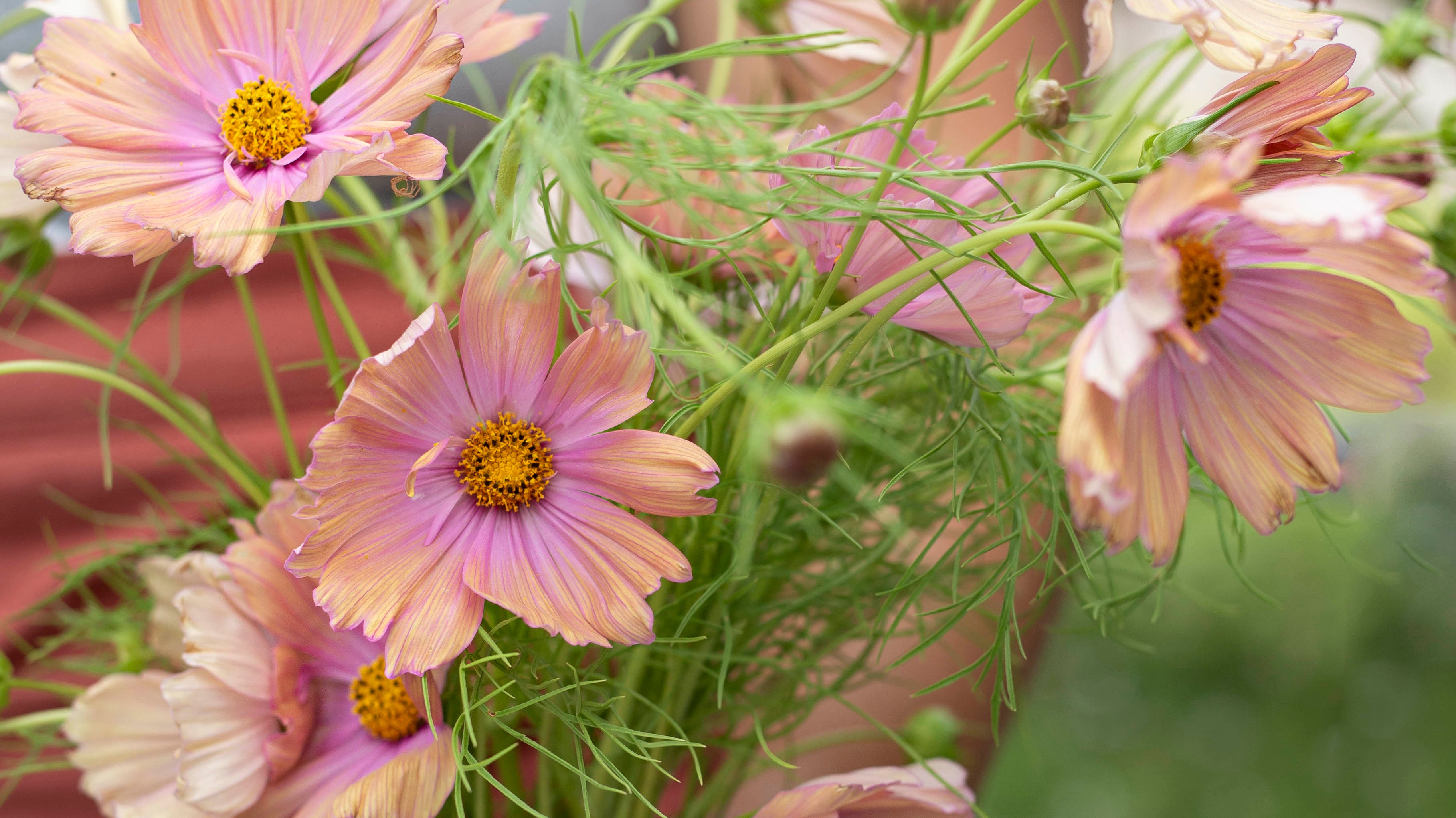 Punakosmoskukan kasvatus – nappaa ohje ja ihastu perinteikkään kukan eri lajikkeisiin